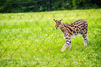 Leopard, Cincinnati zoo, Ohio