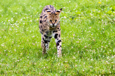 Leopard, Cincinnati zoo, Ohio