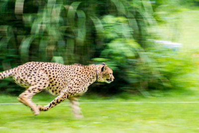 Cheetah, Cincinnati zoo, Ohio