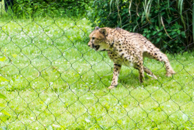 Cheetah, Cincinnati zoo, Ohio