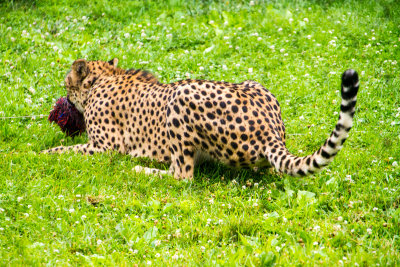 Cheetah found its meat, Cincinnati zoo, Ohio
