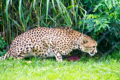 Cheetah on the prowl, Cincinnati zoo, Ohio