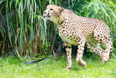 Cheetah, Cincinnati zoo, Ohio