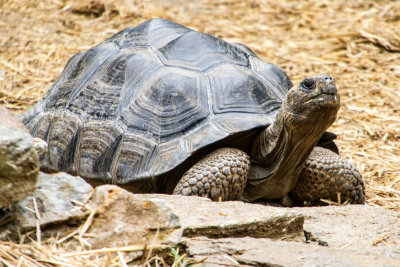 Tortoise, Cincinnati zoo, Ohio