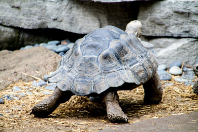 Standing Tortoise, Cincinnati zoo, Ohio