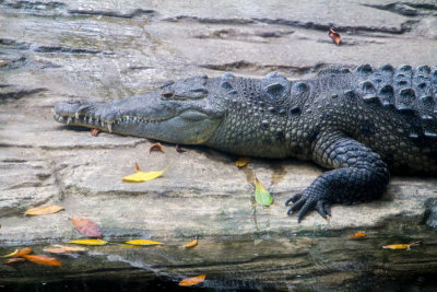 Crocodile, Cincinnati zoo, Ohio