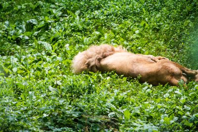 Don't wake a sleeping lion, Cincinnati zoo, Ohio