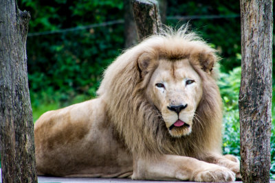 Lion. Cincinnati zoo, Ohio