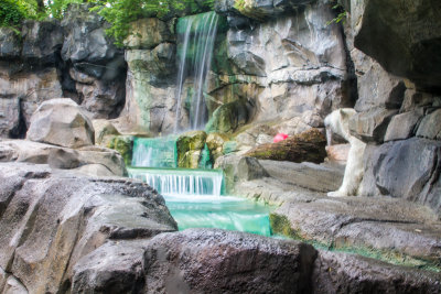 Polar bear, Cincinnati zoo, Ohio