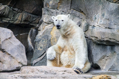 Polar bear, Cincinnati zoo, Ohio