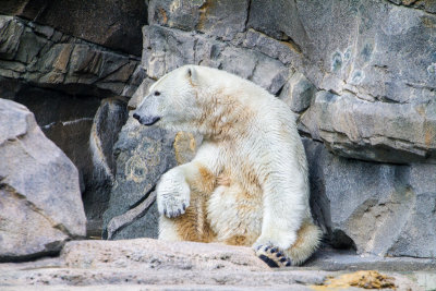 Polar bear, Cincinnati zoo, Ohio