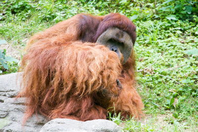 Orangutan, Cincinnati zoo, Ohio