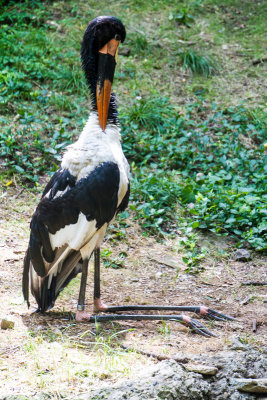 Crane, Cincinnati zoo, Ohio