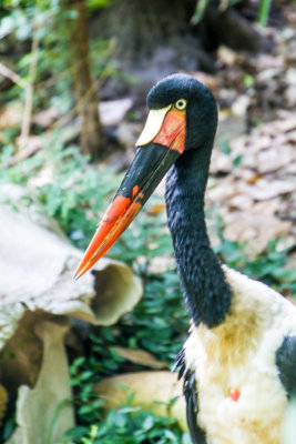 Crane, Cincinnati zoo, Ohio