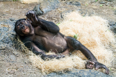 Ape, Cincinnati zoo, Ohio