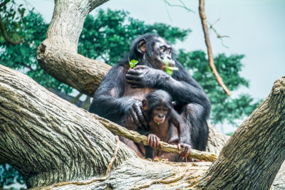 Ape, Cincinnati zoo, Ohio