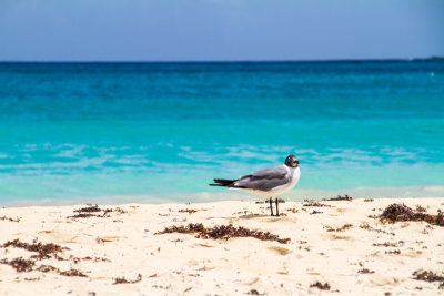 Sea gull, Playa Flamenco, Culebra, Puerto Rico