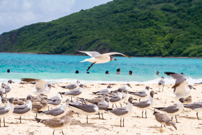 Sea gulls, Playa Flamenco, Culebra, Puerto Rico