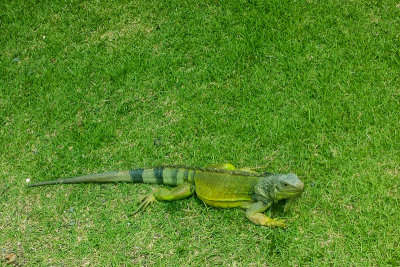 Iguana, Rio Grande, Puerto Rico