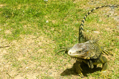 Iguana, Rio Grande, Puerto Rico