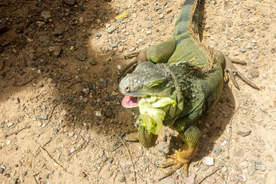 Iguana, Rio Grande, Puerto Rico