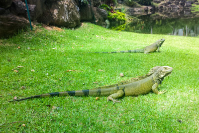 Iguana, Rio Grande, Puerto Rico