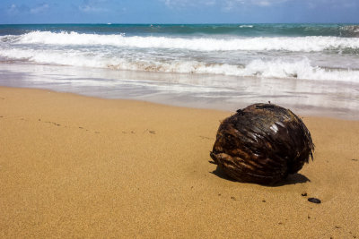 Cococnut, beach, Rio Grande, Puerto Rico