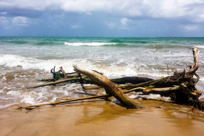 Wood, Beach, Rio Grande, Puerto Rico