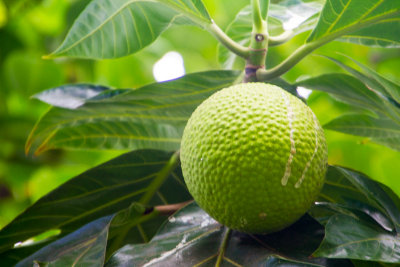 Breadfruit, El Yunque National Rainforest, Puerto Rico