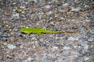 Lizard, El Yunque National Rainforest, Puerto Rico
