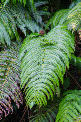 Fern, El Yunque National Rainforest, Puerto Rico