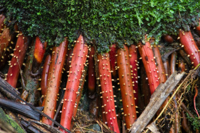 Orange roots, El Yunque National Rainforest, Puerto Rico