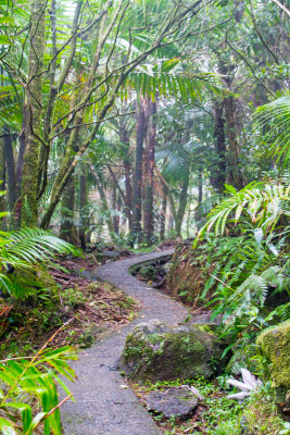 Trail, El Yunque National Rainforest, Puerto Rico