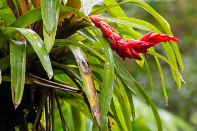 Flower, El Yunque National Rainforest, Puerto Rico