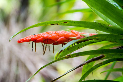Flower, El Yunque National Rainforest, Puerto Rico