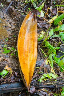 El Yunque National Rainforest, Puerto Rico