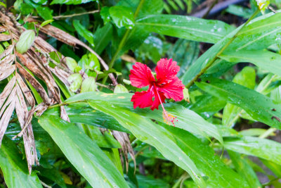 Flower, El Yunque National Rainforest, Puerto Rico
