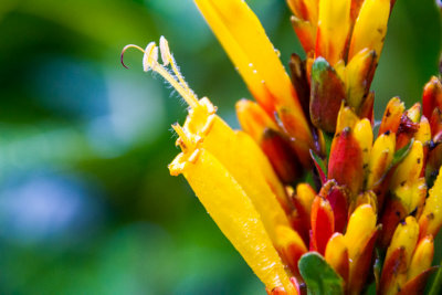 Flower, El Yunque National Rainforest, Puerto Rico