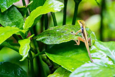 Lizard, El Yunque National Rainforest, Puerto Rico