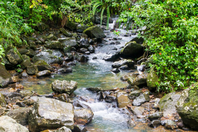 El Yunque National Rainforest, Puerto Rico