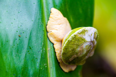 Snail, El Yunque National Rainforest, Puerto Rico