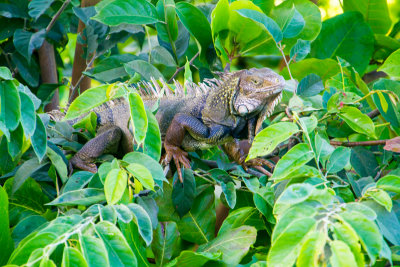 Iguana, El Yunque National Rainforest, Puerto Rico