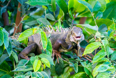 Iguana, El Yunque National Rainforest, Puerto Rico
