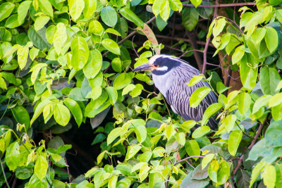 Bird, El Yunque National Rainforest, Puerto Rico