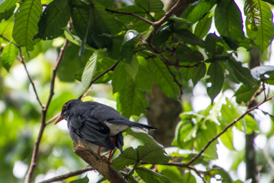 Bird, El Yunque National Rainforest, Puerto Rico