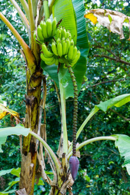 Banana, El Yunque National Rainforest, Puerto Rico