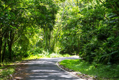 Road, El Yunque National Rainforest, Puerto Rico