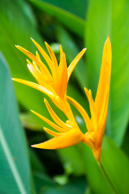 Flower, El Yunque National Rainforest, Puerto Rico