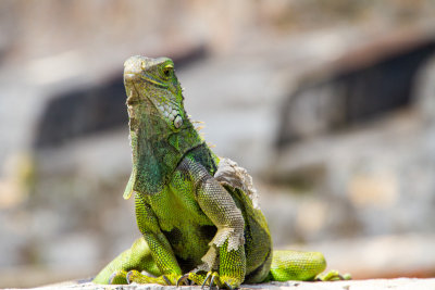 Iguana, Castilo de San Cristobal, Old San Juan
