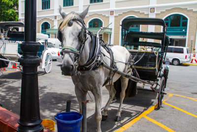 Horse ride, Old San Juan
